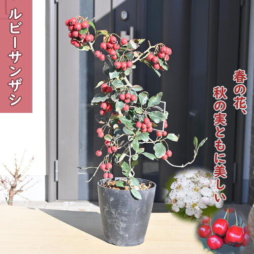 楽天市場】ルビーサンザシ ポット苗 【観賞花木】 : 苗木部 by