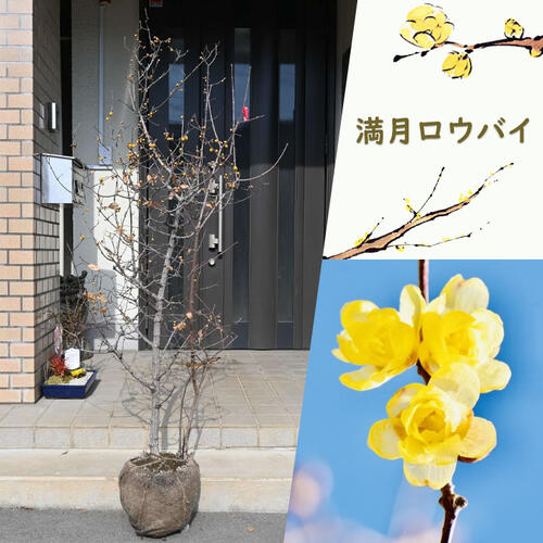 楽天市場】花芽確認のロウバイ庭木用ロウバイ大苗満月蝋梅 マンゲツ