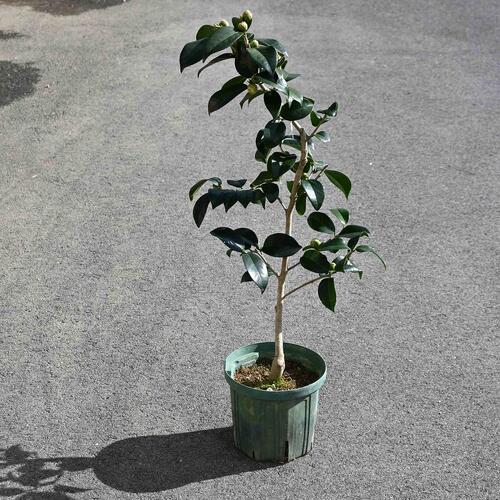 楽天市場】 【庭木】 【ツバキ】古典椿 肥後椿 紅梅 : 園芸百貨店