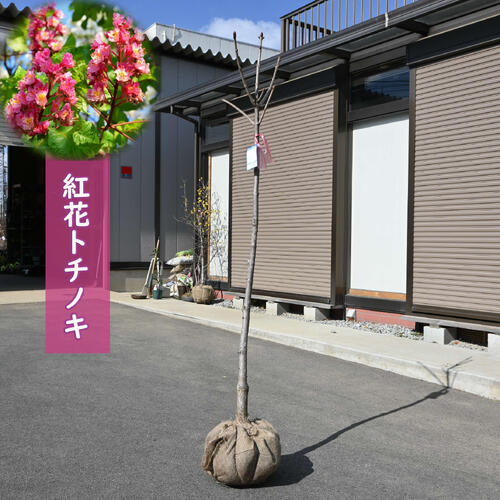 ベニバナ西洋栃の木 大苗 寝巻き苗 紅花西洋栃の木 ベニバナ栃木
