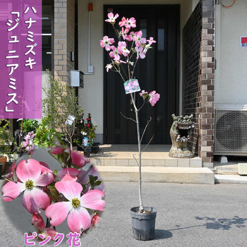 楽天市場】2025年4月の開花苗ハナミズキハナミズキ苗花水木 クラウド