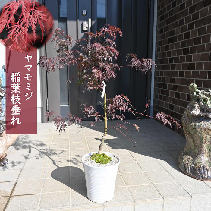 【SALE／55%OFF】 楽天市場】もみじ 盆栽 秋には小さいけど紅葉します もみじ盆栽 標本用品