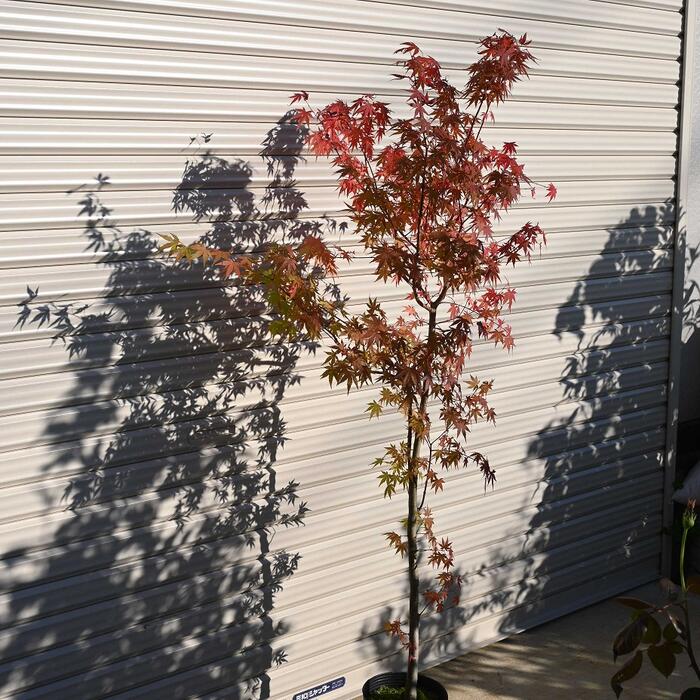 楽天市場】紅葉といえばイロハモミジ苗もみじ もみじ 【もみじ苗