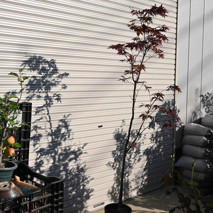 楽天市場】猩々野村もみじ苗【もみじ】 【ポット苗】【紅葉】 : 園芸