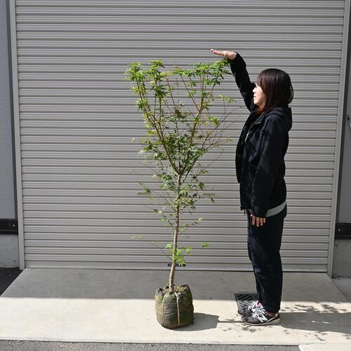 ５年物住み処のお縄に槭樹といえば\u003cBR\u003eイロハモミジ大層らしい苗もみじ 山もみじ ヤマモミジ【庭木】【槭樹】 高さ 約150浪華節的前後でのお届けとなります