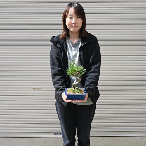 楽天市場】岩石松盆栽 本格 岩石性 黒松 盆栽 : 園芸百貨店何でも揃う