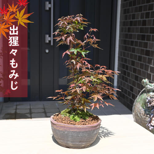楽天市場】出猩々【もみじ】 【ポット苗】【紅葉】 : 園芸百貨店何でも