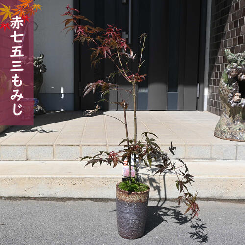 楽天市場】モミジ 一才錦 紅葉 4寸スクエア鉢植え 苗 苗木 庭木