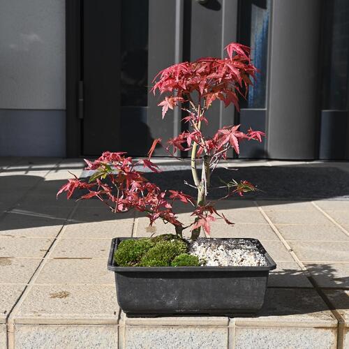 楽天市場】【送料無料】紅葉 小盆栽 モミジ 一才錦モミジ 大 : 片岡笑
