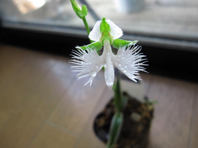 21新作モデル サギソウ 球根 30個 人気カラー再販 Nexxus Es Com Br