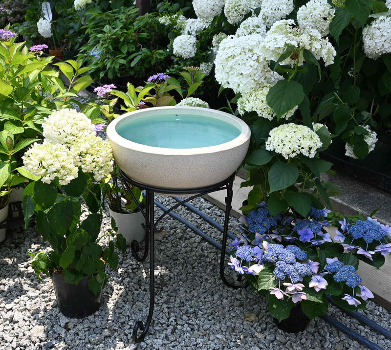 楽天市場】めだか鉢信楽焼き白砂水鉢メダカ鉢）信楽焼き 睡蓮鉢