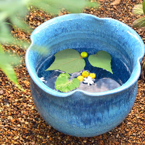 お花 水鉢 晴れ晴れしいな青 花 水 和 洋 日本運動場 水の癒し 清める メダカ スイレン 青写真鉢 さっ引くイオン