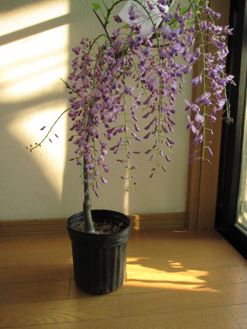 【母の日期間は開花調整した藤をお届けします】 黒竜藤　　藤苗苗 2026年開花予定苗 藤 お庭に藤棚で綺麗にお届け時期10月~翌年3月頃は　落葉した樹姿となります