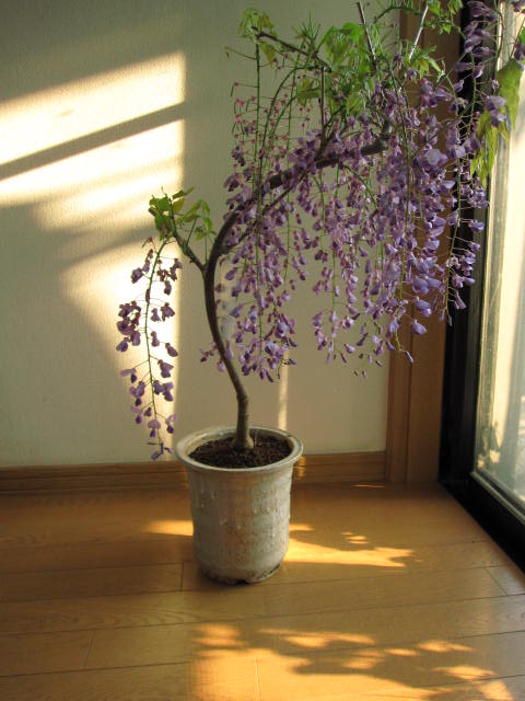 楽天市場】藤のお花を楽しむフジ盆栽ギフト藤盆栽2025年4月〜5月に開花