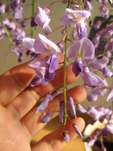【楽天市場】ギフト プレゼントに2022年4月に開花の藤盆栽高貴な藤盆栽： 盆栽綺麗な薄紫の藤となります。 信楽鉢入りの藤盆栽です。：園芸百貨