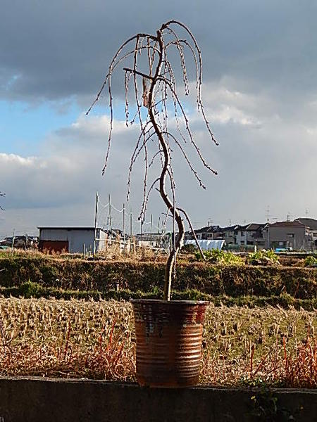 豪華 八重紅しだれ桜 信楽植木鉢 紅釉懸崖鉢しだれ桜鉢植え 数量限定 特売 Stmarysrps In