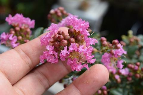 楽天市場 かわいい百日紅鉢植えサルスベリ ピンク 信楽鉢植え 開花は7月 8月頃 ミニ盆栽 さるすべり鉢植え 園芸百貨店何でも揃うこぼんさい