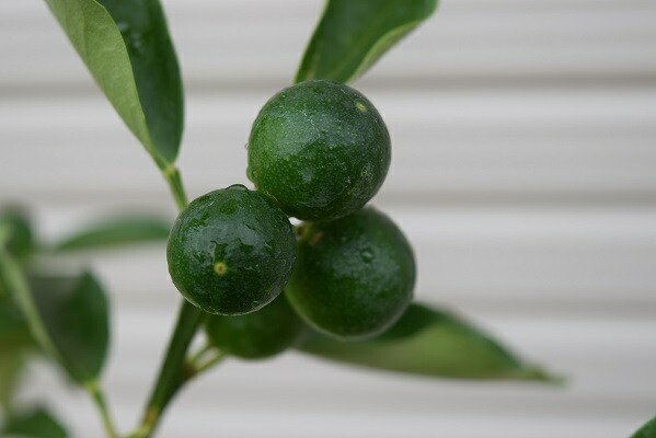 きんかん果樹実付ですキンカン鉢植え金柑