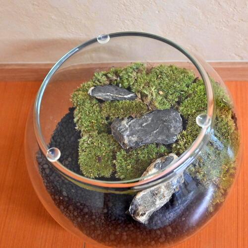 楽天市場】2024年NEW ヒカリゴケ 陶器鉢入り 光苔 クッションモス 山