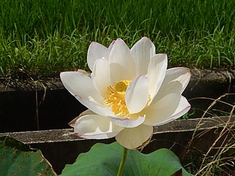 藕鉢植え 三脚架藕の鉢植えです パライソのお開花期 ハスの花 Marchesoni Com Br