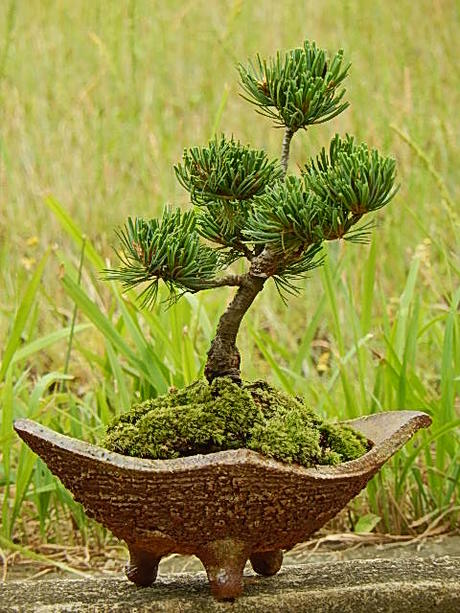 楽天市場】五葉松 ポット ミニ 松 吾妻五葉松3年生 : 園芸百貨店