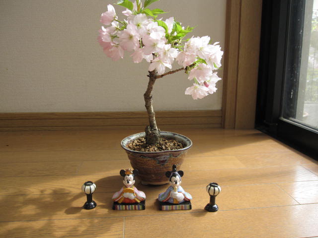 【楽天市場】桜盆栽と ディズニー雛人形送料無料ディズニー 【ひなまつり】雛 ディズニー お花見桜盆栽セット ディズニー 雛人形ちなみに海外でも