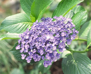 楽天市場】【花終わり】アジサイ（紫陽花・あじさい） オタフク