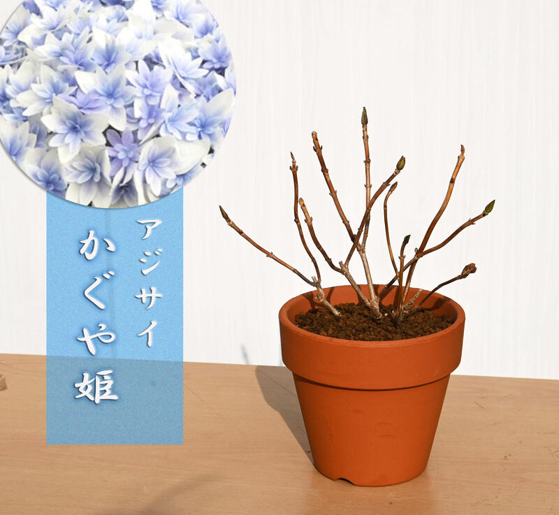 も*子様 【訳あり品】　アジサイ　育成用株　4寸1種11鉢　紫陽花 も*子様 【訳あり品】 アジサイ 育成用株 4寸1種11