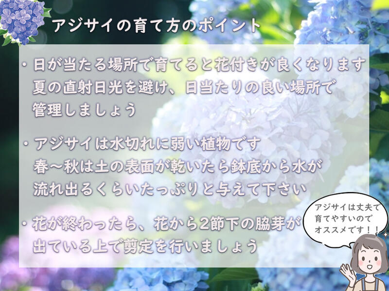 市場 22年剪定後のお届け 育てる紫陽花 コンペイトウスマイル紫陽花 ブルー 肥料付き 紫陽花 剪定した状態でのお届けになります