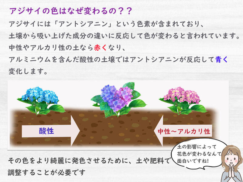 22年剪定後のお届け 紫陽花 育てる紫陽花 ブルー 剪定した状態でのお届けになります 銀河 肥料付き