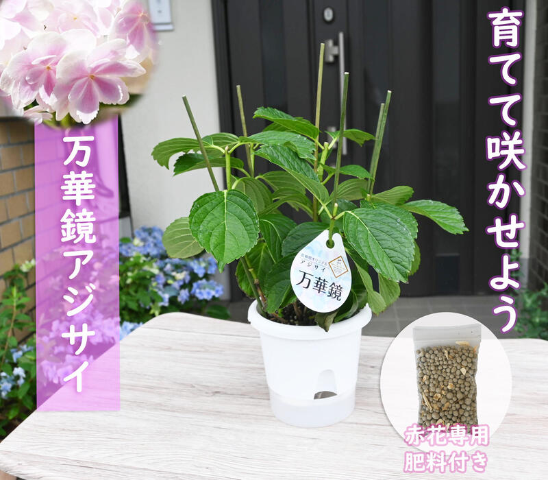 万華鏡紫陽花2株　来季用　剪定株 楽天市場】剪定後のお届け紫陽花肥料付き育てる紫陽花万華鏡2025