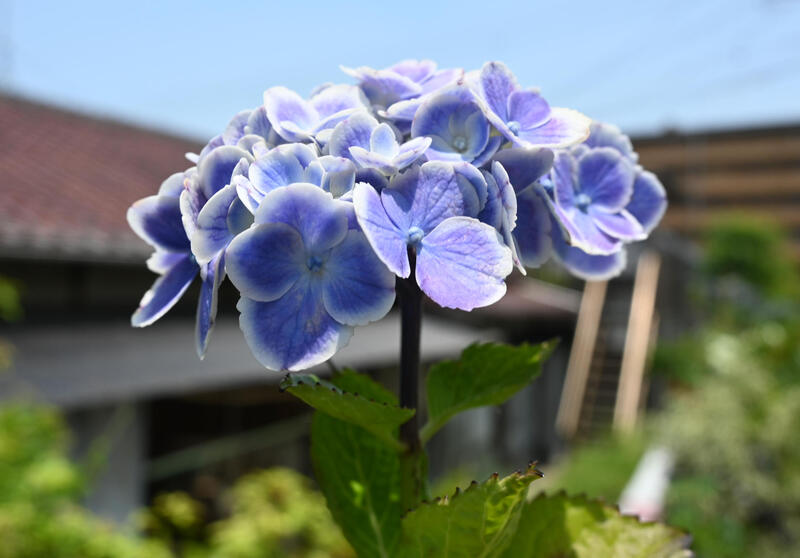 紫陽花 モナリザ アジサイ 苗 あじさい 一重咲き 剪定した状態でのお届けになります 超高品質で人気の