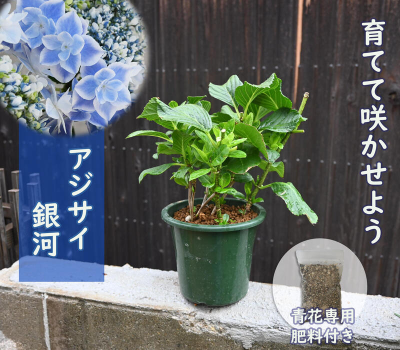 22年剪定後のお届け 紫陽花 銀河 育てる紫陽花 肥料付き ブルー 剪定した状態でのお届けになります