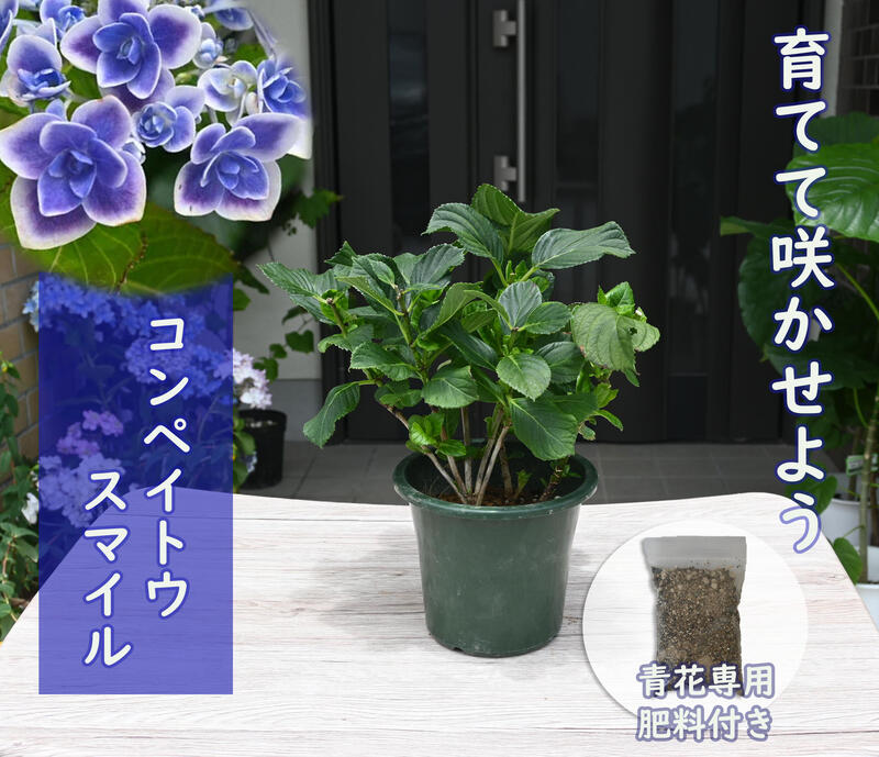 市場 22年剪定後のお届け 育てる紫陽花 コンペイトウスマイル紫陽花 ブルー 肥料付き 紫陽花 剪定した状態でのお届けになります