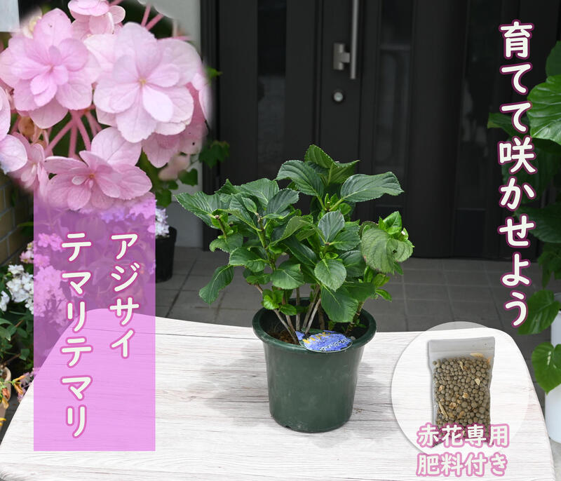 てまりてまりアジサイ剪定後のお届け 紫陽花 肥料付き 育てる紫陽花 テマリテマリ ピンク 剪定した状態でのお届けになります 八重咲き てまりてまり あじさい 定休日以外毎日出荷中