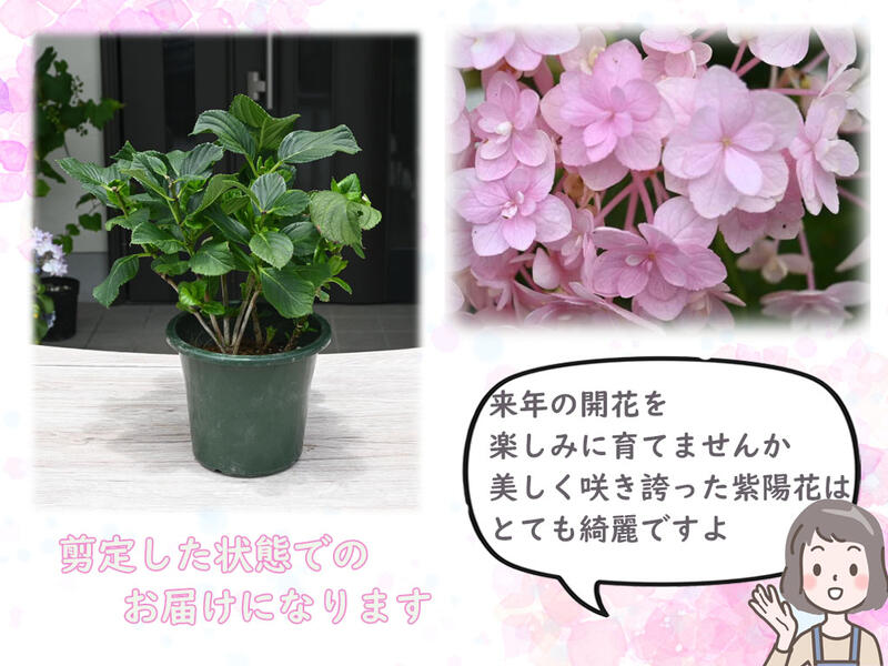 74 以上節約 てまりてまりアジサイ剪定後のお届け 紫陽花 肥料付き 育てる紫陽花 テマリテマリ ピンク 剪定した状態でのお届けになります 八重咲き てまりてまり あじさい Whitesforracialequity Org