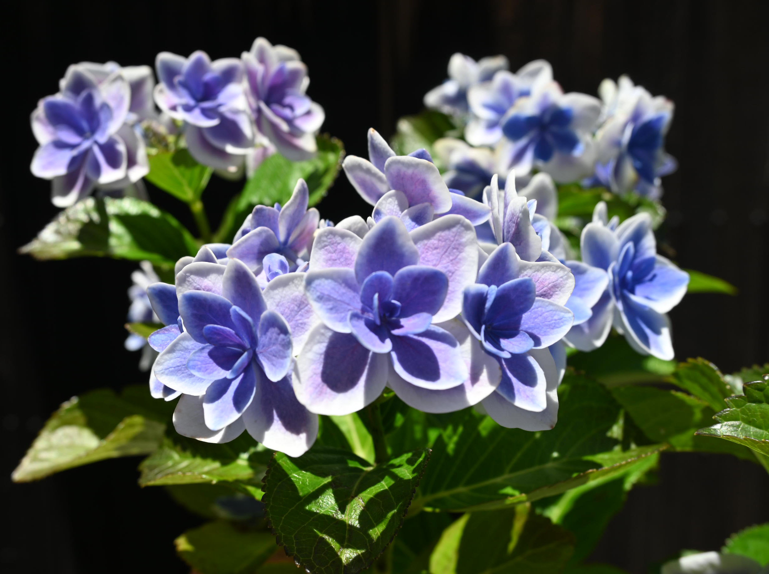 市場 22年剪定後のお届け 育てる紫陽花 コンペイトウスマイル紫陽花 ブルー 肥料付き 紫陽花 剪定した状態でのお届けになります