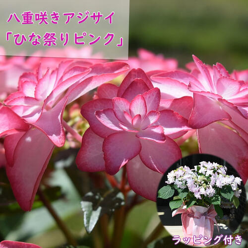 楽天市場】お誕生日に2024年5月開花八重咲きアジサイ 泉鳥 花鉢紫陽花