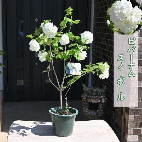 ■オオデマリ■白花■約H180cm■大株■ 000000005850.jpg