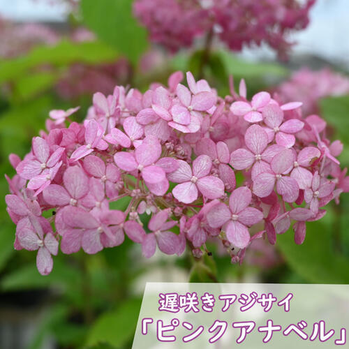 母の日プレゼントにあじさい鉢花 2026年６月開花 ピンクアナベル テラコッタ鉢入り アメリカあじさい ピンク色 アナベル 紫陽花