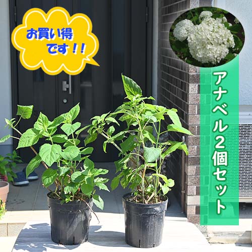 紫陽花 ビッグアナベル 抜き苗④ （≪人気≫あじさい ブルー