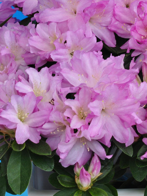 サザンカ　山茶花　盆栽　13号　特大❗ 楽天市場】さざんか 大錦 【庭木】 【山茶花】サザンカ苗 サザンカ