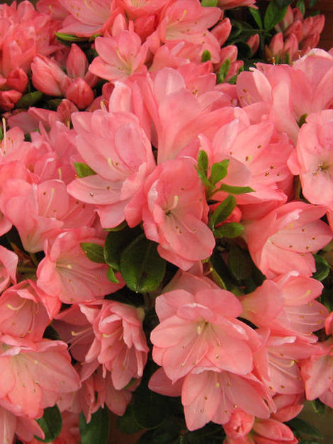 楽天市場】いろんなつつじのお庭セットつつじ苗木ツツジ苗つつじ