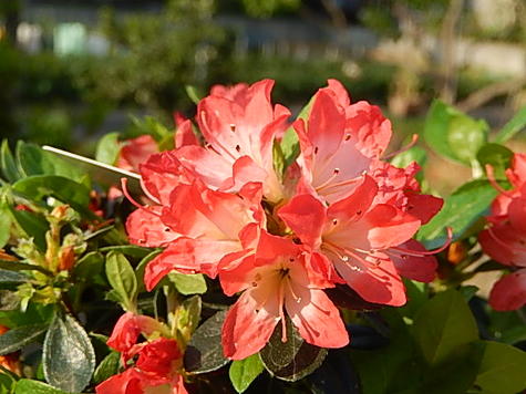 楽天市場 朱雀 つつじ躅鉢植え21年開花朱雀 ツツジ 園芸百貨店何でも揃うこぼんさい