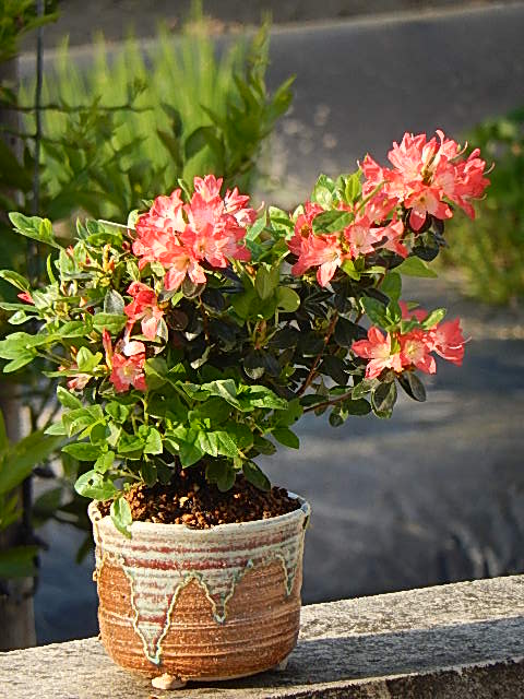 楽天市場 朱雀 つつじ躅鉢植え21年開花朱雀 ツツジ 園芸百貨店何でも揃うこぼんさい