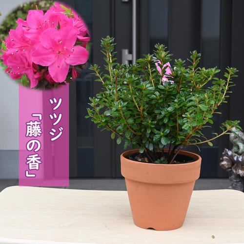楽天市場】2026年開花 尖閣つつじ鉢植えミニ盆栽 センカク つつじ絶滅