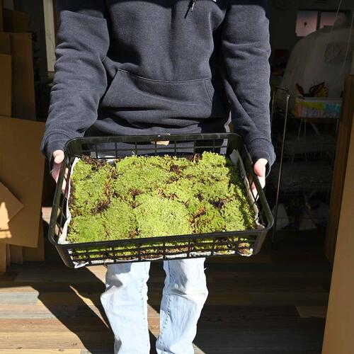 スナゴケ 100トレー 砂苔(スナゴケ)大トレー(5枚セット)を販売｜盆栽妙