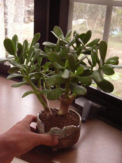 楽天市場】【送料無料】金のなる木 【観葉植物】花月 : 園芸百貨店