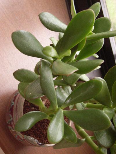 楽天市場】2026年は金のなる木でお金のなる木 【観葉植物】花月 : 園芸