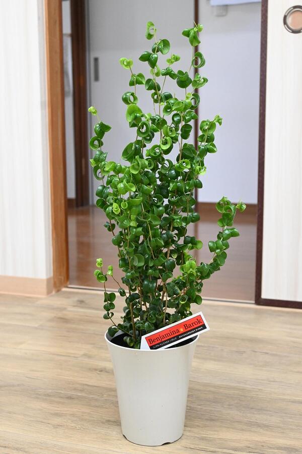 楽天市場】【観葉植物】「フィカス・ベンジャミン・バロック」6号 観葉